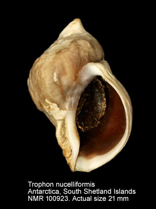 Trophon nucelliformis (2).jpg - Trophon nucelliformis P.G.Oliver & Picken,1984